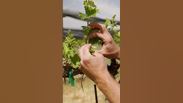 What Is A Grapevine? #shorts #farming #vines