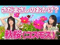 【よしみの今日も生き延びよう】さだまさしのおかげ?秋桜(あきざくら)からコスモスへ