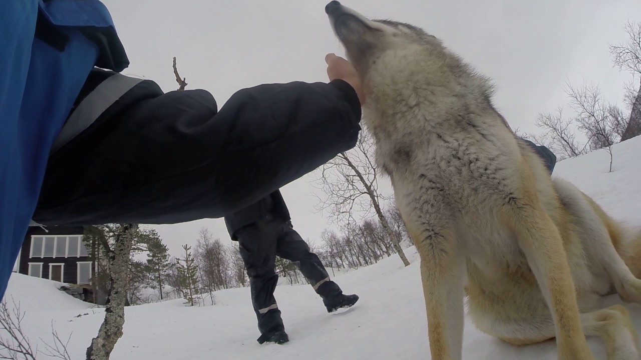 WolfVisit, PolarPark. Norway 2017.