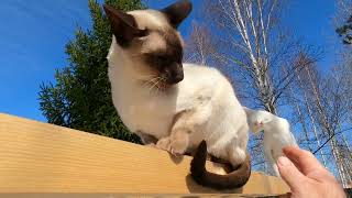 Ориентальной кошке Арси мешают греться на солнышке
