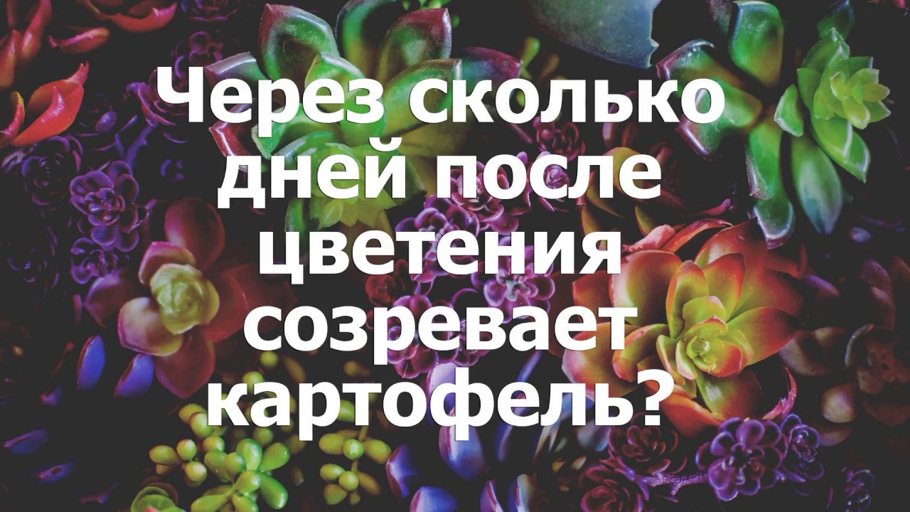 Через сколько дней после цветения созревает картофель? - YouTube
