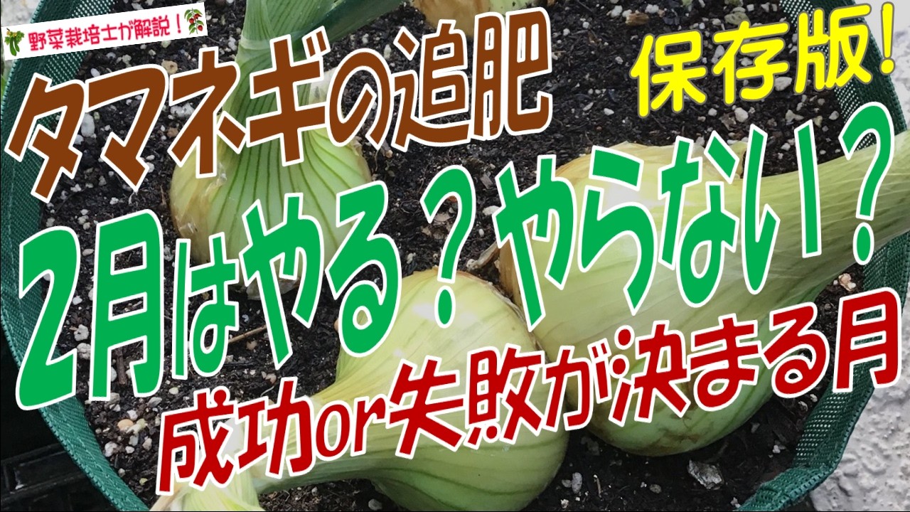 玉ねぎ農家が教える！2月にタマネギの追肥はやる？やらない？品種別の追肥時期と施肥方法を