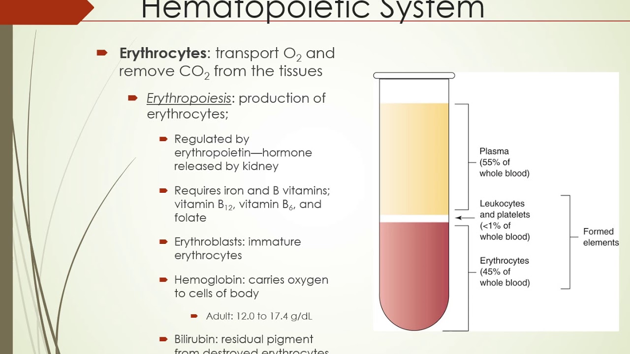 Introduction to Hematopoietic and Lymphatic System - YouTube