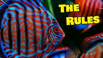 Is Keeping Discus Fish Hard? Find Out Here!