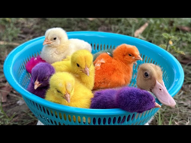 Catch millions of cute chickens, colorful chickens, rainbow chickens, rabbits, ducks, cute animals class=