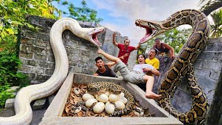 Brave soldier use high-tech detectors to find the giant python's nest