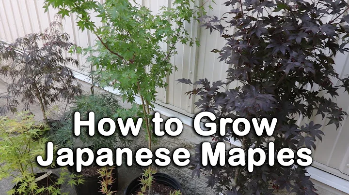 All About Japanese Maples - Weeping and Upright Va...