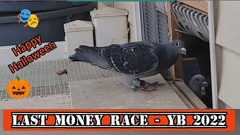 Last Pigeon Race of 2022   #moneyrace #pigeonrace ...