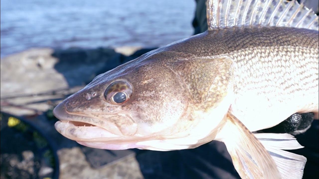 The New Kalin's Tickle Shad Slams Walleye! - Walleye Fishing