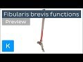 Functions of the fibularis brevis muscle (preview) -  3D Human Anatomy | Kenhub