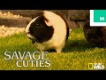 Guinea Pigs &amp; Kittens Recreate &#39;Savage Kingdom: Uprising&#39; Episode 3