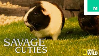 Guinea Pigs & Kittens Recreate 'Savage Kingdom: Uprising' Episode 3
