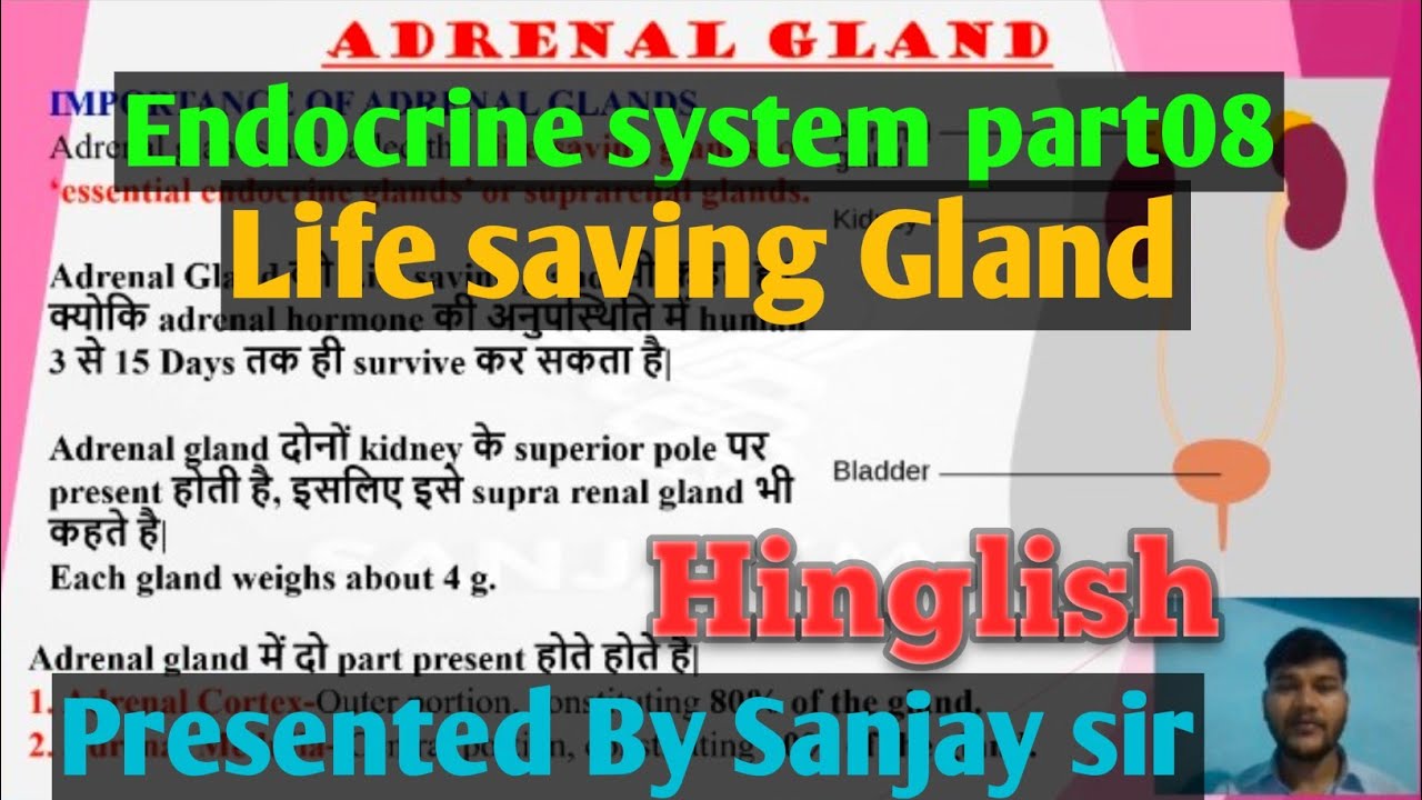 Endocrine system part08 l Adrenal gland ll Suprarenal Gland in Hindi ...
