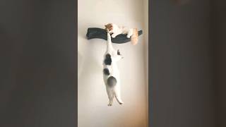 Funny Cats 😂 Episode 101 #Shorts