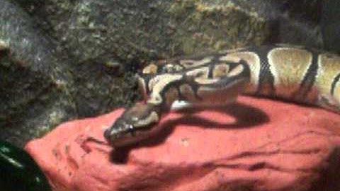 Royal "Ball" Python Eating (part 2)