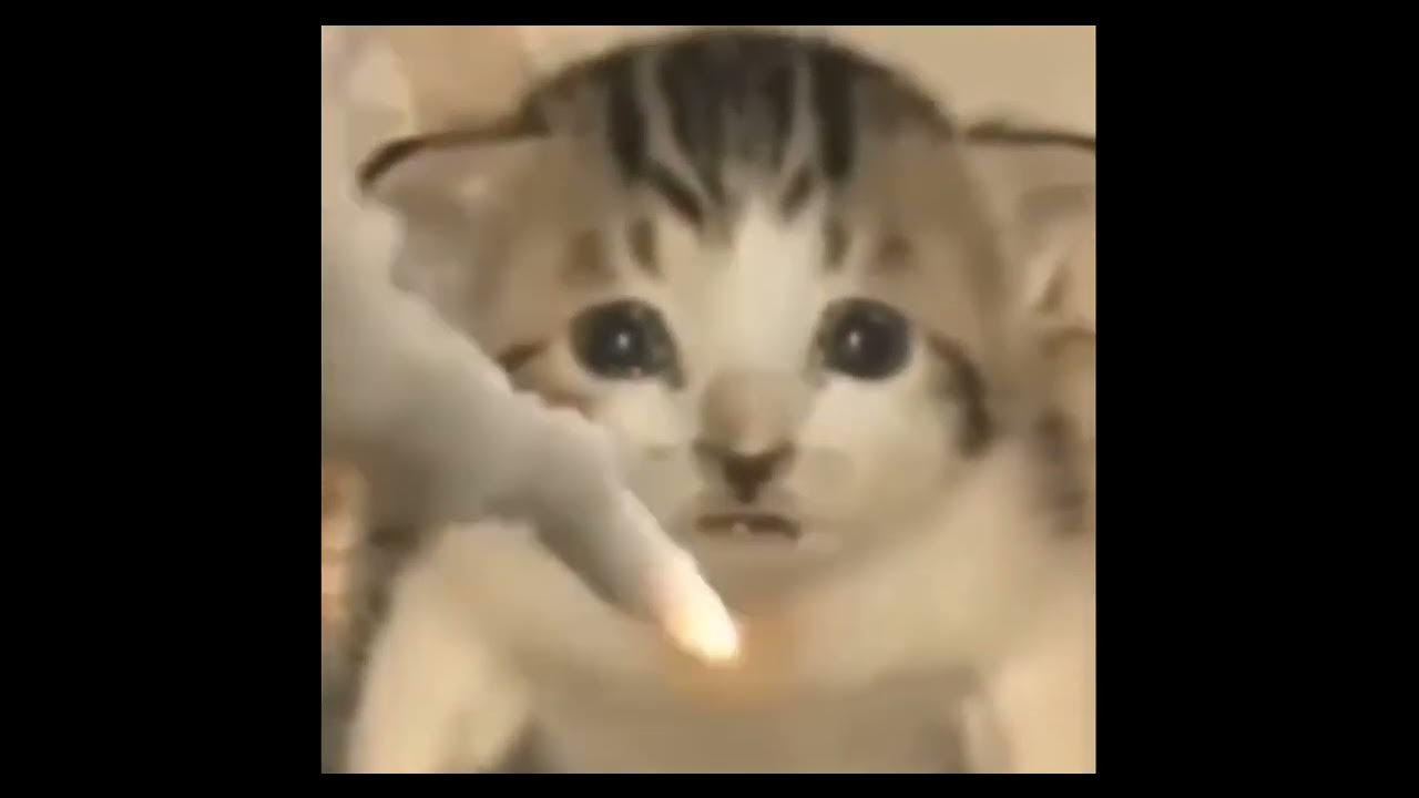 про кота который взорвался. про кота который взорвался. кот взрыв мем. кот и атомный взрыв. кот взрывается.