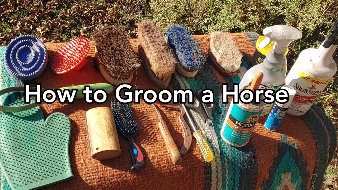 How to groom a horse What you need to keep your horse clean and