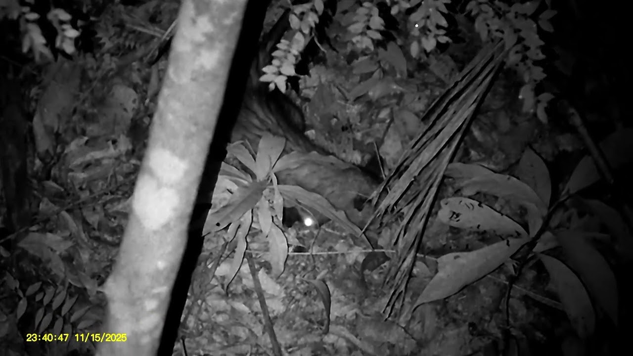 Teste da Megaorei NK008 e PCP custom g3 alto fluxo.🔥