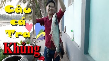 Câu cá Tra khủng, Cái kết có hậu-Fishing in Viet Nam- Một Góc Miền Tây vlogs