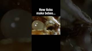 How Ticks Make Bebes #Truefacts #Shorts #Tick
