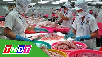 Thị trường rộng mở, xuất khẩu cá tra khởi sắc | THDT