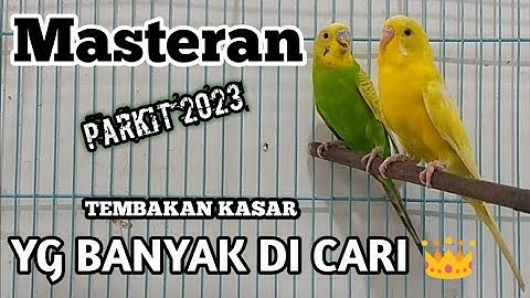 masteran parkit gacor nembak  panjang pas buat masteran