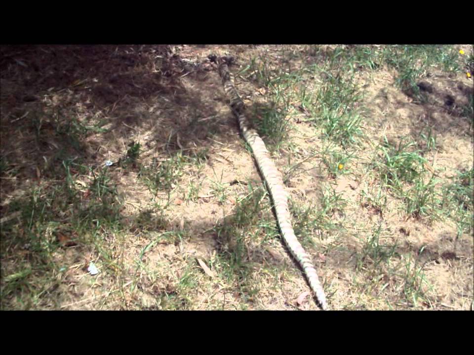Black Headed Python Frankston.wmv - YouTube