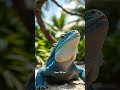 This is why the blue iguana hunts for seven decades