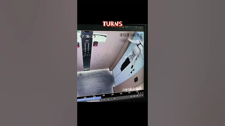 Owner Loses Dog to an Elevator—What Happened Next?