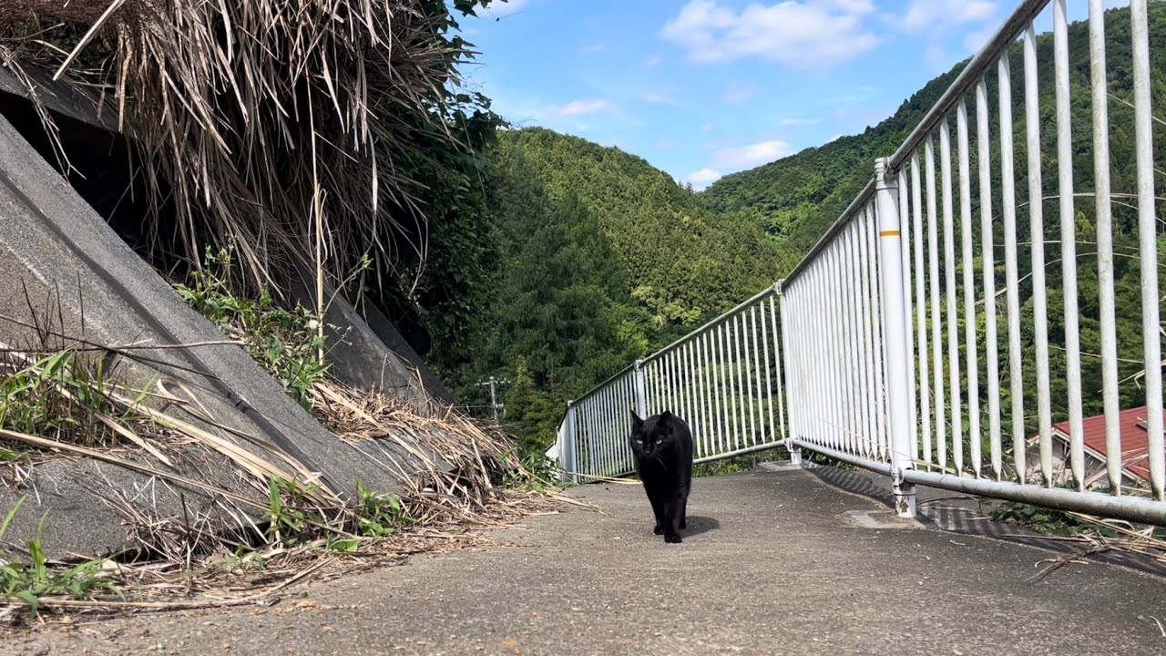 くろねこちゃん 坂道で追いかけてくる黒ねこちゃん No.1198 2026年 6月 6日