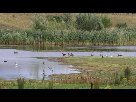 Broom East Wildlife Conservation Site, where the party is at in the bird world