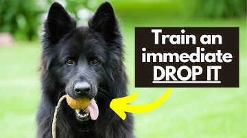 Train an IMMEDIATE Drop It Cue With This Simple Tip!