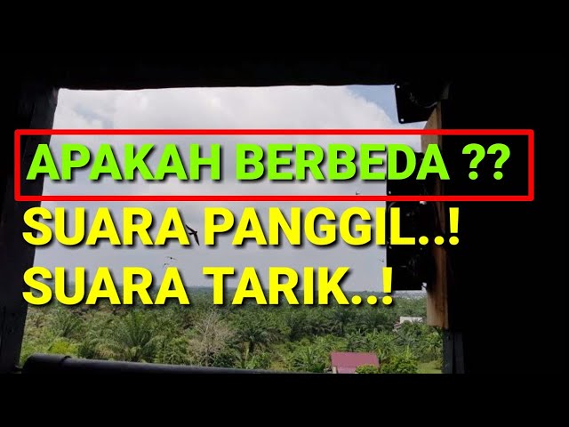 apakah suara panggil dan suara tarik harus berbeda ? simak penjelesan berikut...!!! class=