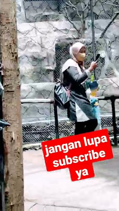 melihat siamang dan owa jawa