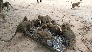 { Monkey Koka  }4K HDR Monkey Business - Life of Monkeys