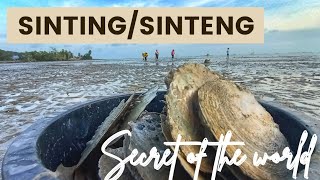 Aktiviti Mencari Sinting di Pantai Pengerang