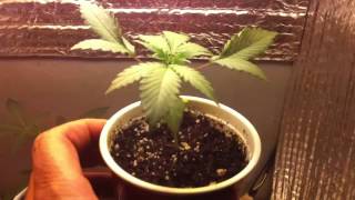Liberty haze led grow ep. 3