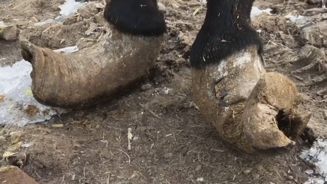 Unsold shoes after half a month: Hoof trimming turns them into flat shoes