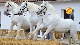 Animals So Cute - Funny Horse Companion #1 by Animals So Cute 9,032 views 1 month ago 15 minutes