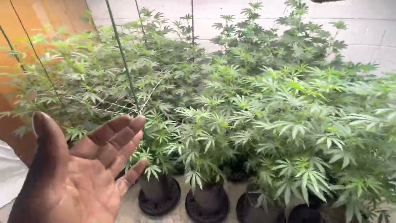 Faceded Canna | Indoor Grow episode 3 | Red Runtz | Apple Candie | Berry Payton | flower stage