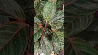 Aglaonema Candy Cane or Pink Dragon/ Aglaonema Variety@Plant Zone