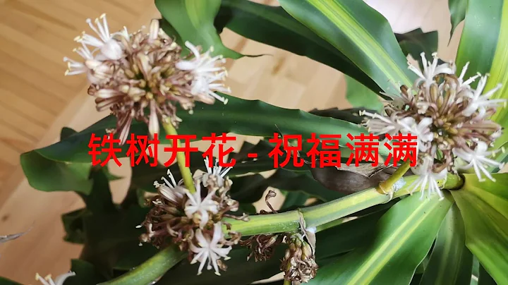 【幸福休闲时光】- 铁树开花的寓意 （1）(巴西铁开花） - 天天要闻