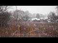 Rustic view of reed meadow on the village background at a cold frosty day filmed in slow motion