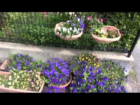 4月23日我が家の光景SONY HDR-CX720V - YouTube