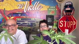 Illuminati OG: Unveiling the Secrets of Indica Bliss!"** #cannabiscommunity #viral #medical