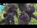 #ASMR #Gorilla #ゴリラ | D&#39;jeeco Family 🦍Wonderful short film【#金剛猩猩】 #2021/758 #動森猩