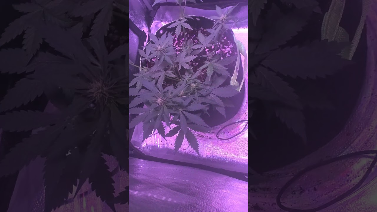 bloody skunk auto by sweet seeds 2x2 indoor grow 2023