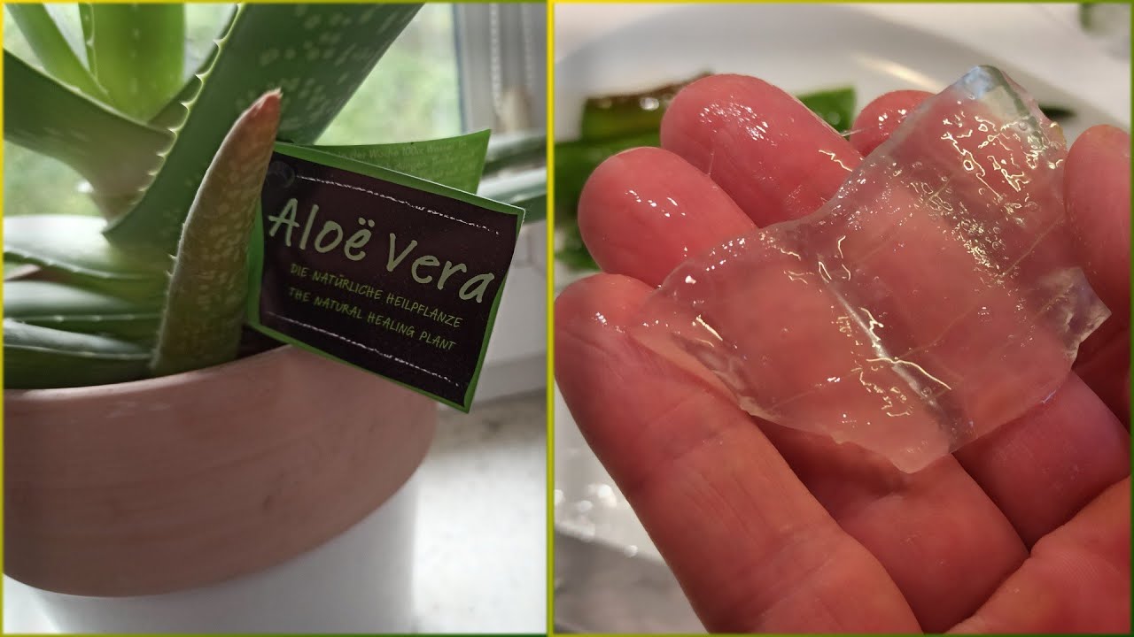 Aloe vera - aloes zwyczajny - waciwoci, jak je lub pi