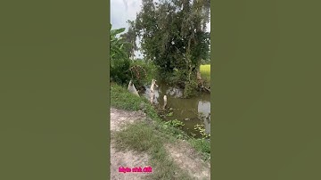 Cần bán gấp dt 3 mẫu giá 90 triệu 1 công thuộc huyện mộc Hóa tỉnh Long An lh 0819259737