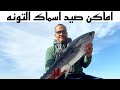 سمك التونه مكان صيد التونه والطعم المناسب لصيد التونه